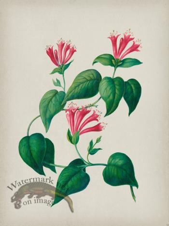 Andean Botanicals 032